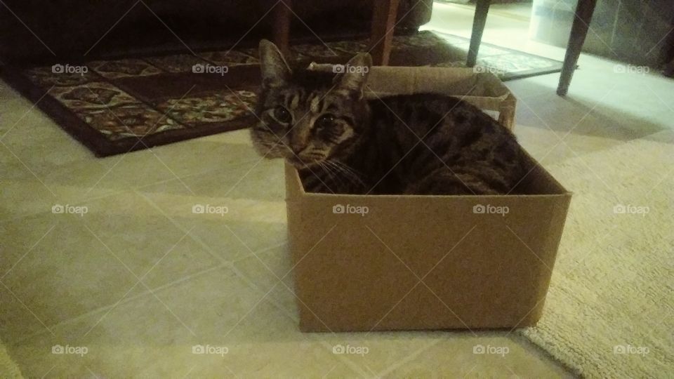 Otis in a box