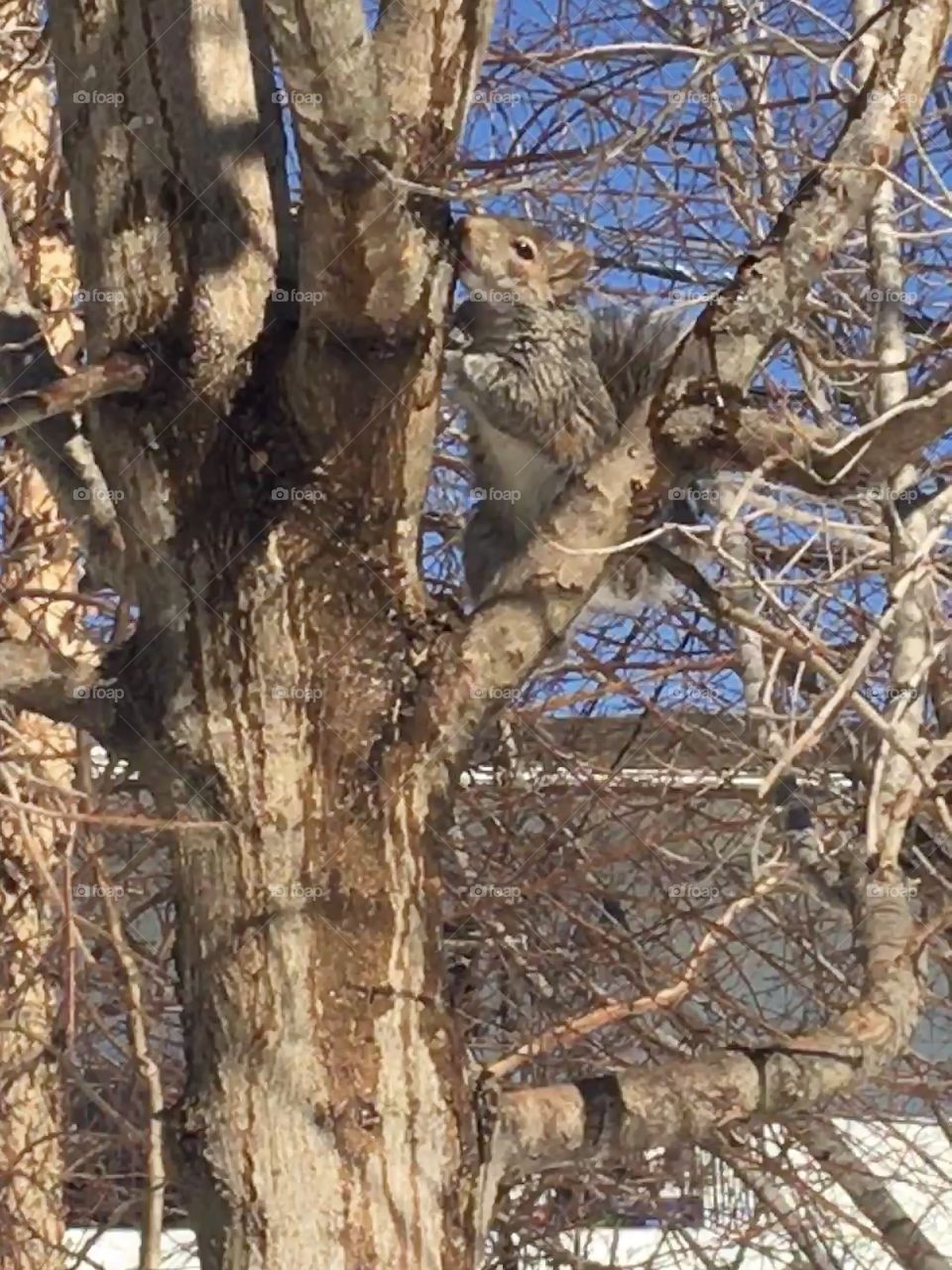 Squirrel on tree