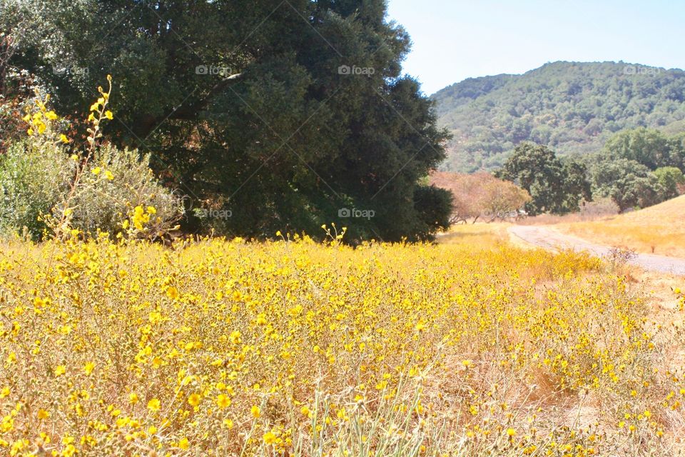 Landscape with yellow flowers 