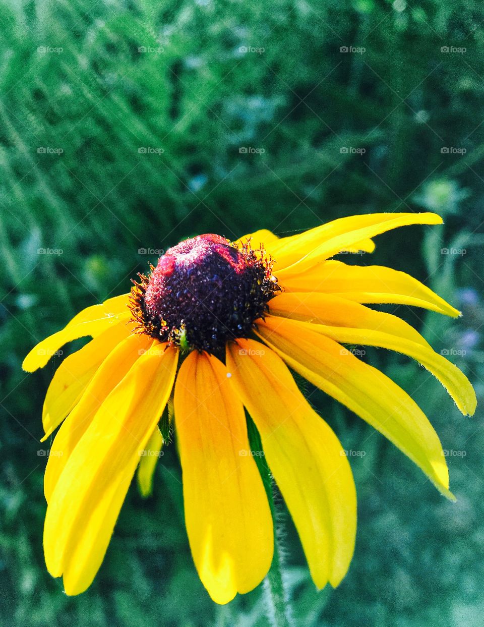 Close-up of black eyed susan