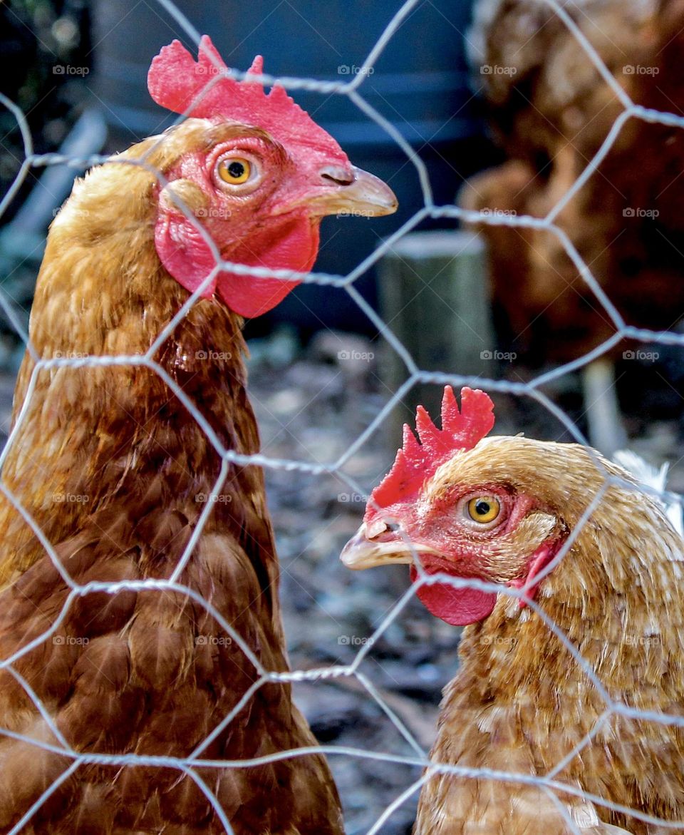 2 hens peer suspiciously at the camera through gaps in the chicken wire