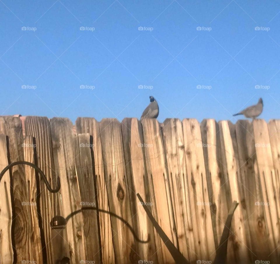 yard quail
