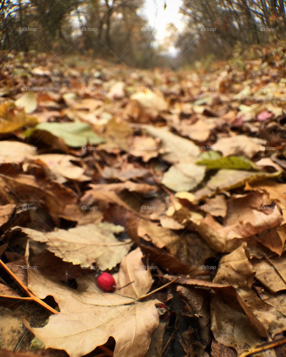 Leaves