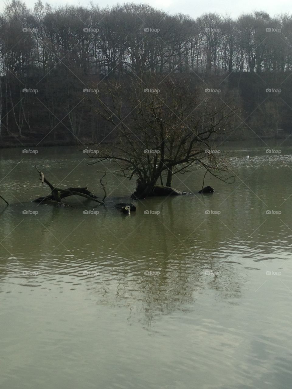 Sunken tree