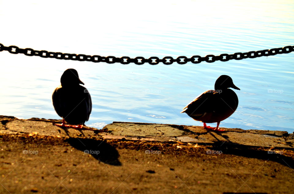 Duck silhouette