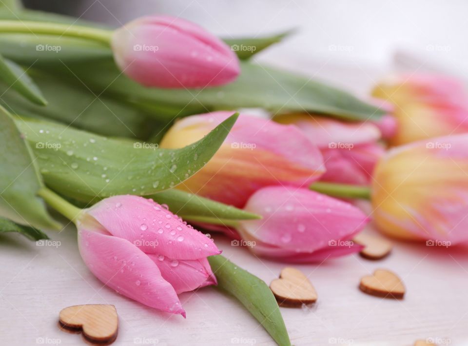 Pink tulips on white 