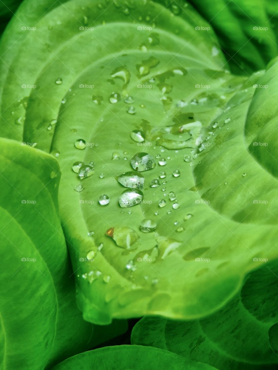 I'm continuously amazed by the "universe" that exist in each droplets of water. 