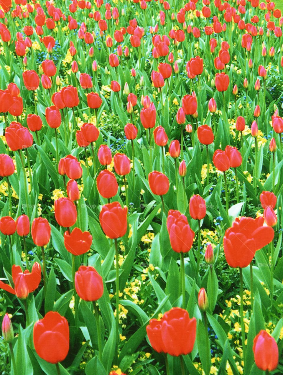 Ted Tulips