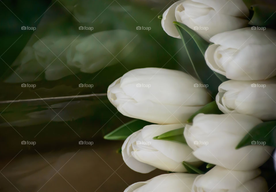 White tulips bouquet isolated closeup full frame spring flower photography 