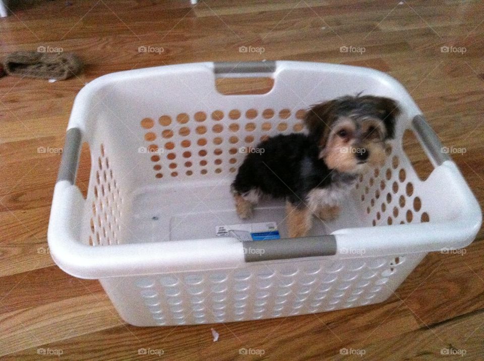 Dog in laundry basket 