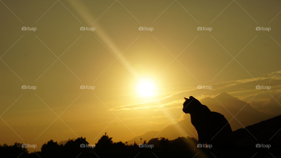 Sunset#cat#animal#nature#mountain#moment#magic#wild