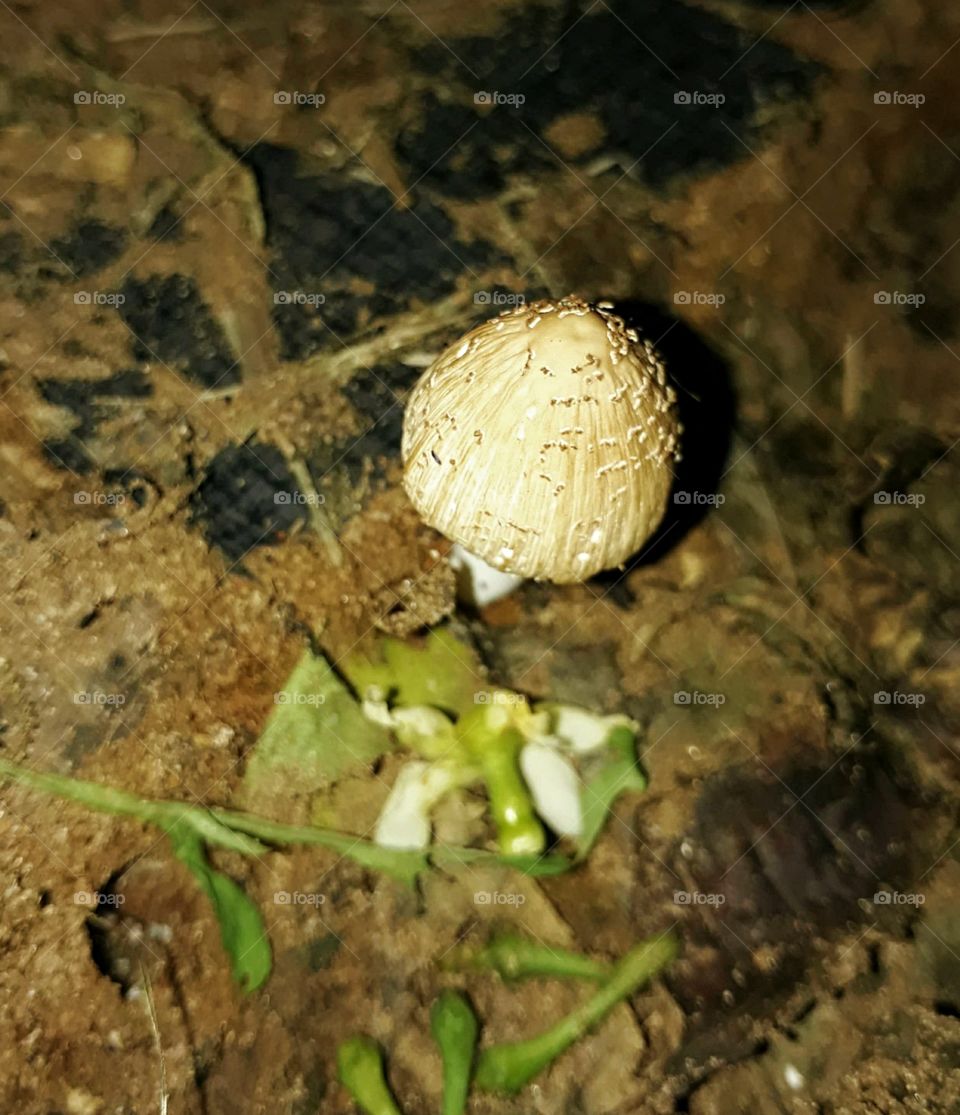 Mushroom growing in my garden