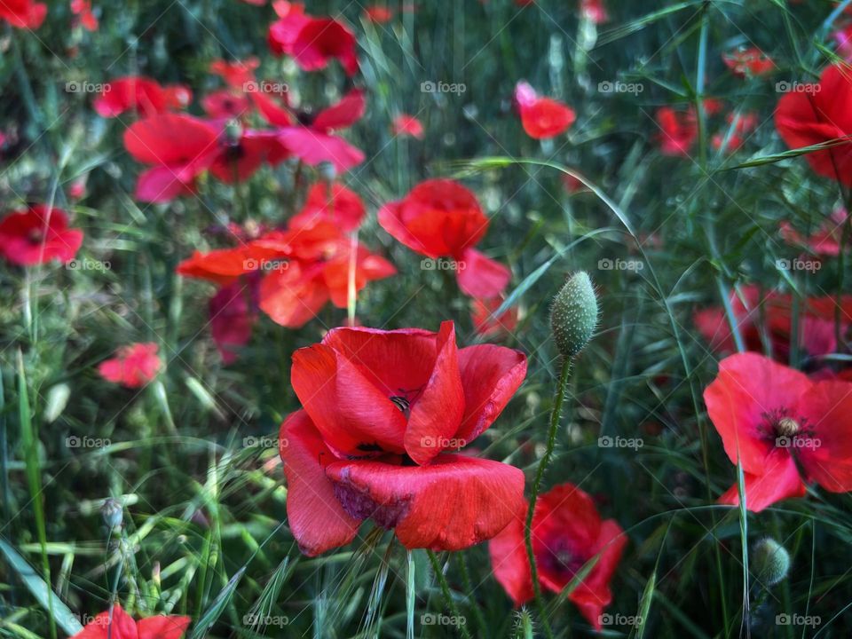 Poppy flowers