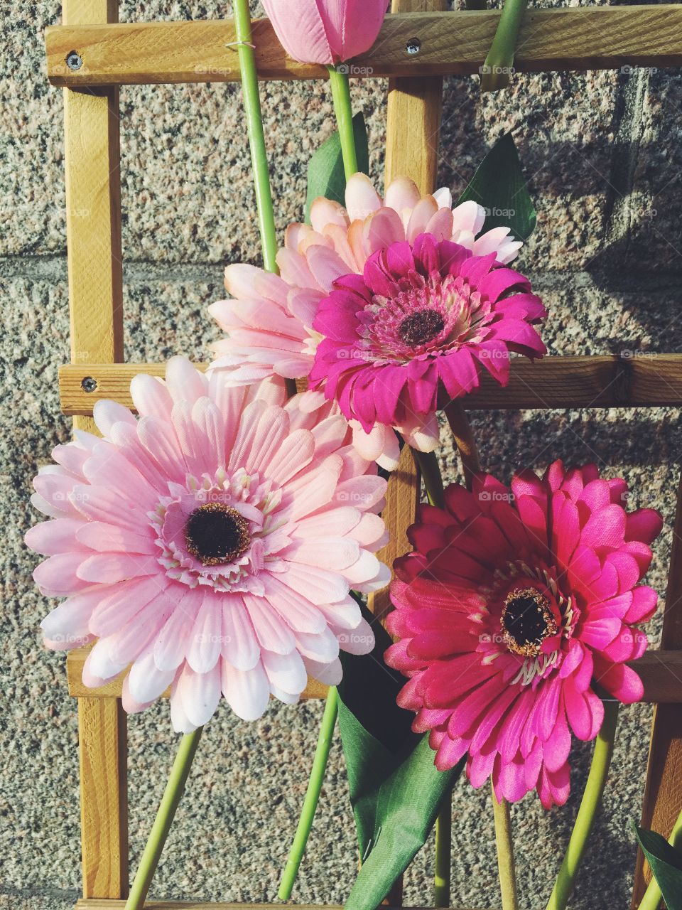 pink gerbera