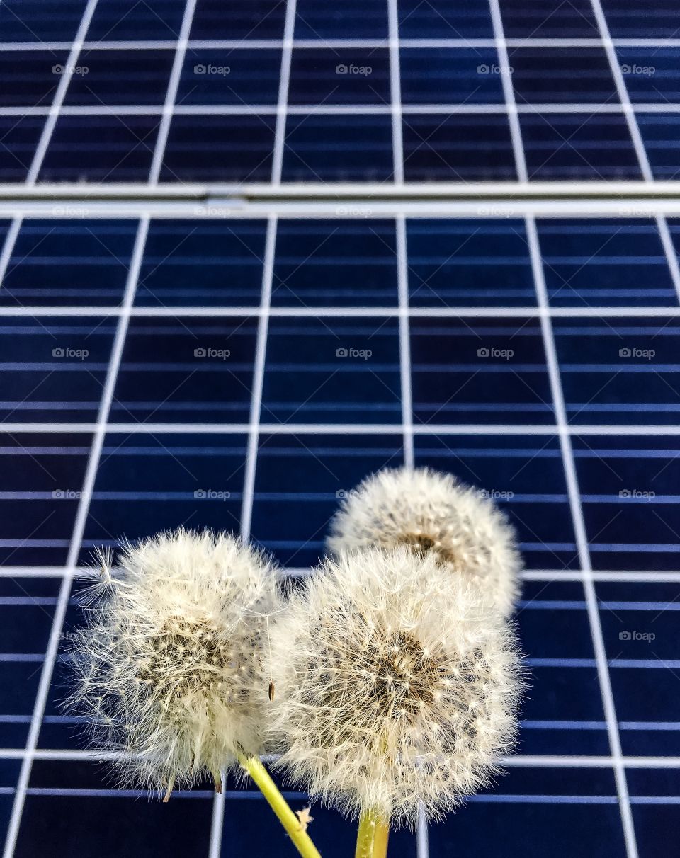 Close-up of dandelion plant against solar panel