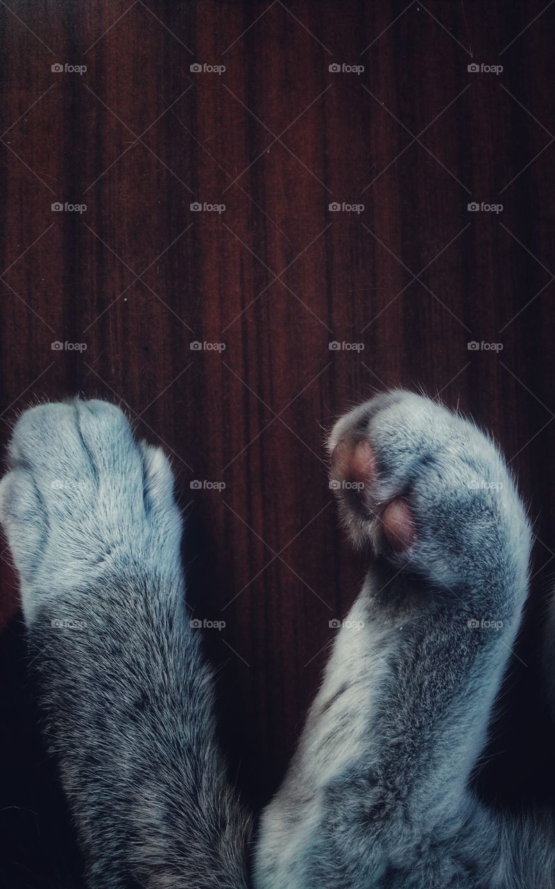 paws