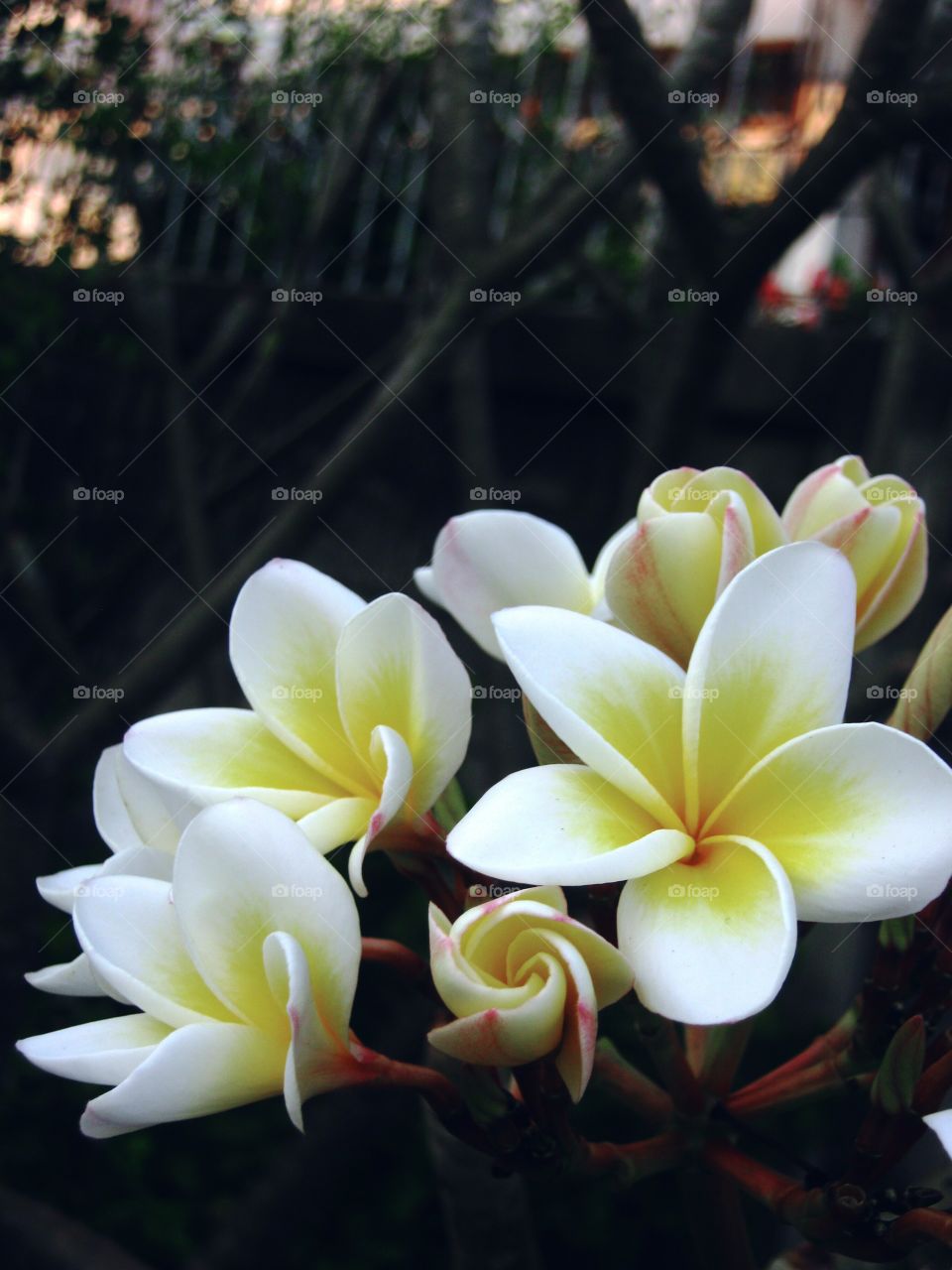 Selective view of bunch of white flowers