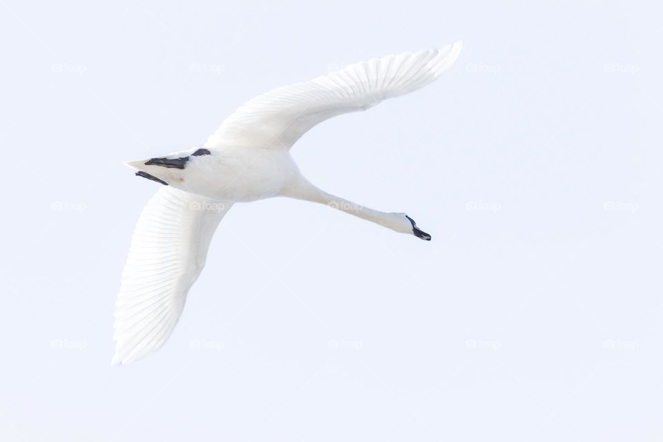 Closeup of one beautiful white swan flying in the sky 