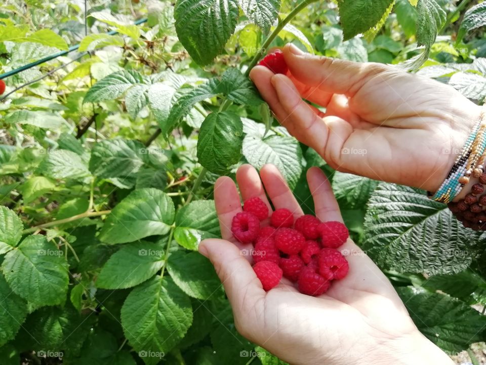 Fruits