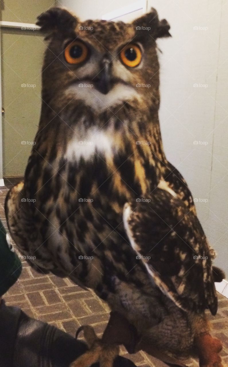 Yes, he's a real owl. 