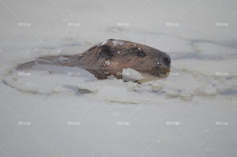 Winter beaver 
