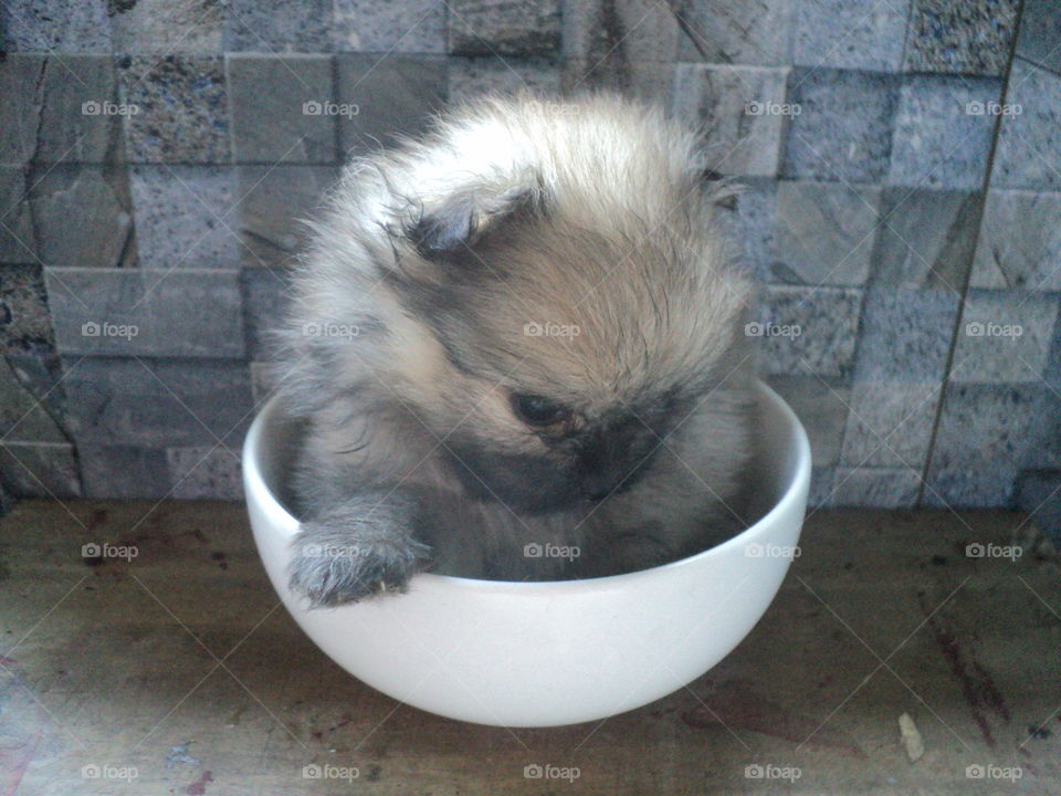 pomeranian mini puppies in a bowl