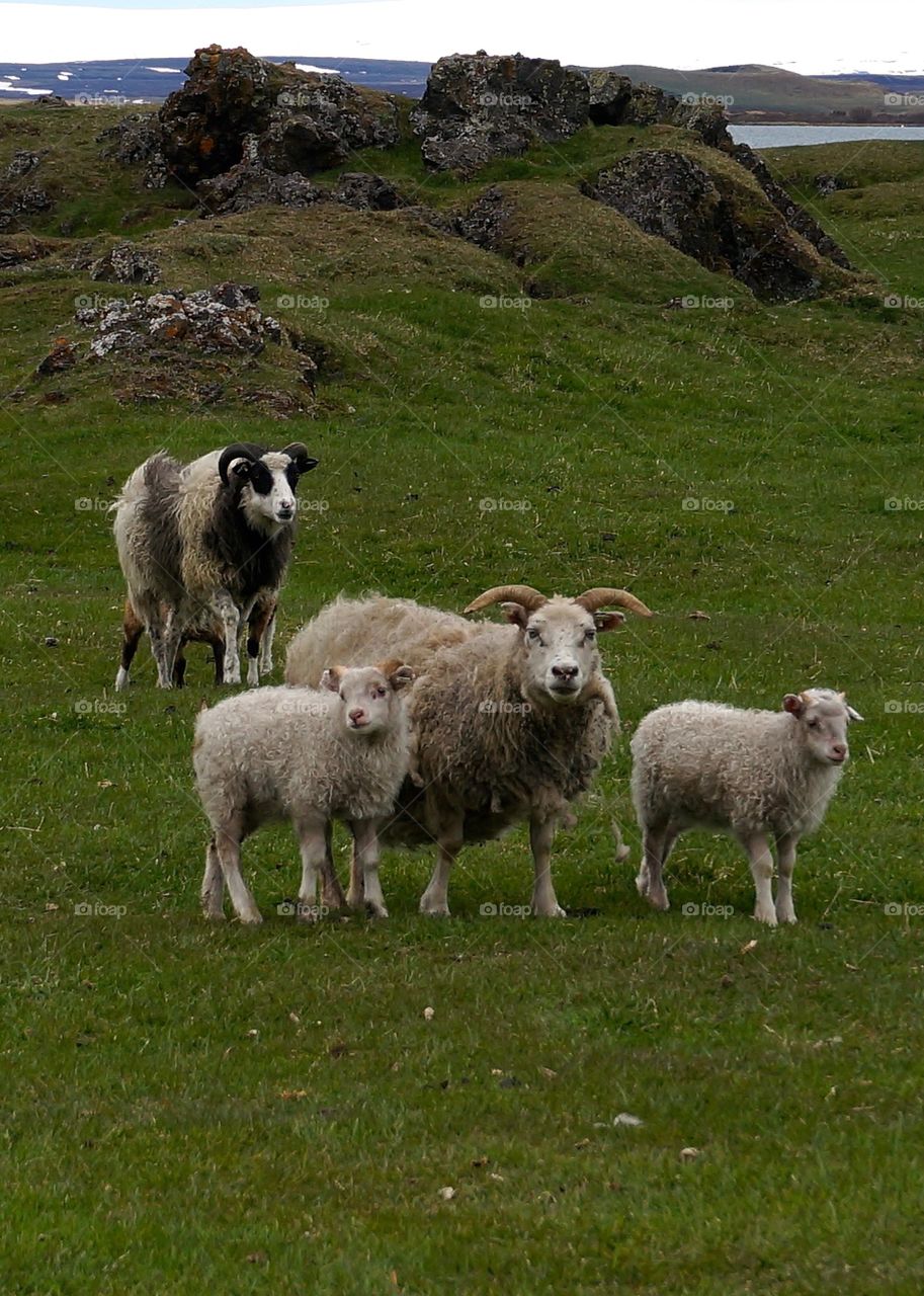 Sheep and lamb on grassy land