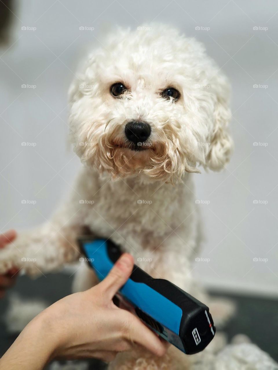 sad dog at the canine haircut