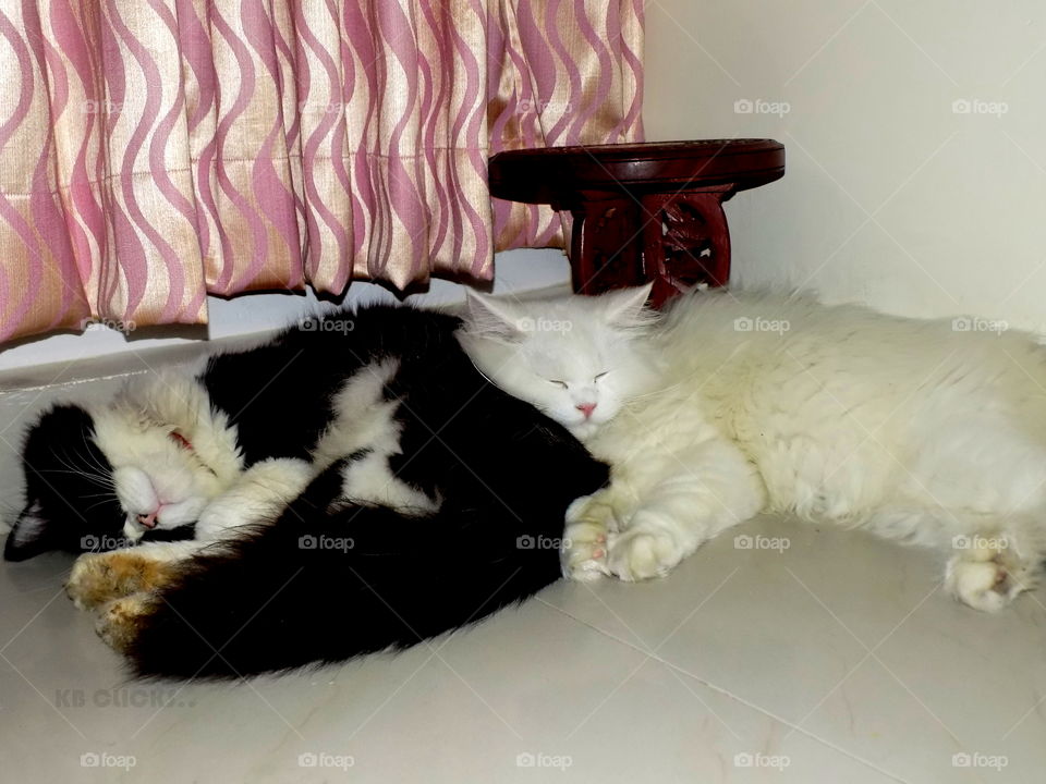 My kittens.. Black Nauty and White Cuity... Sleeping Each other...