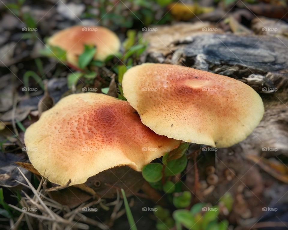 Mushrooms