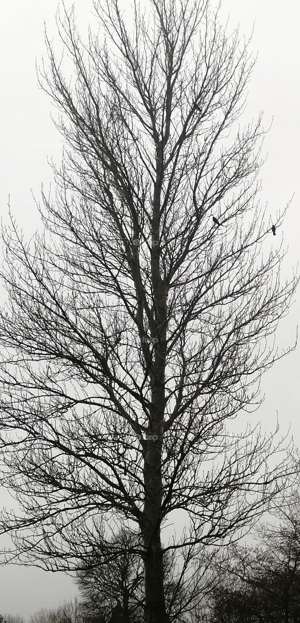 Birds on a tree
