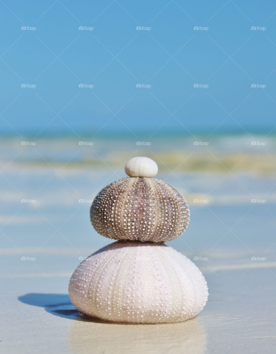 Arrangement of sea urchin on beach