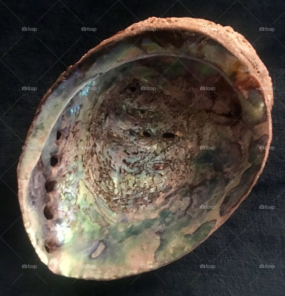 Part of my seashell collection - This is the inside of the abalone and the next picture is the outside of the same shell.