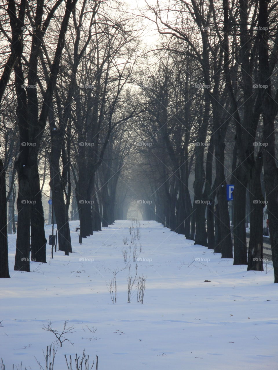 Winter, Snow, Frost, Wood, Cold