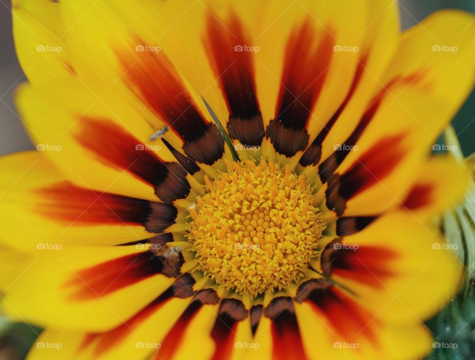 Close up of gazania