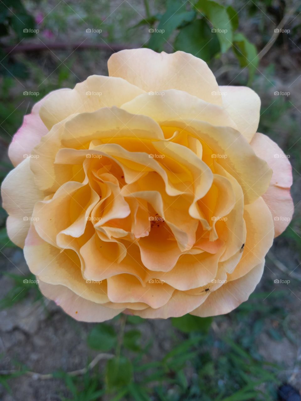 Yellow Rose