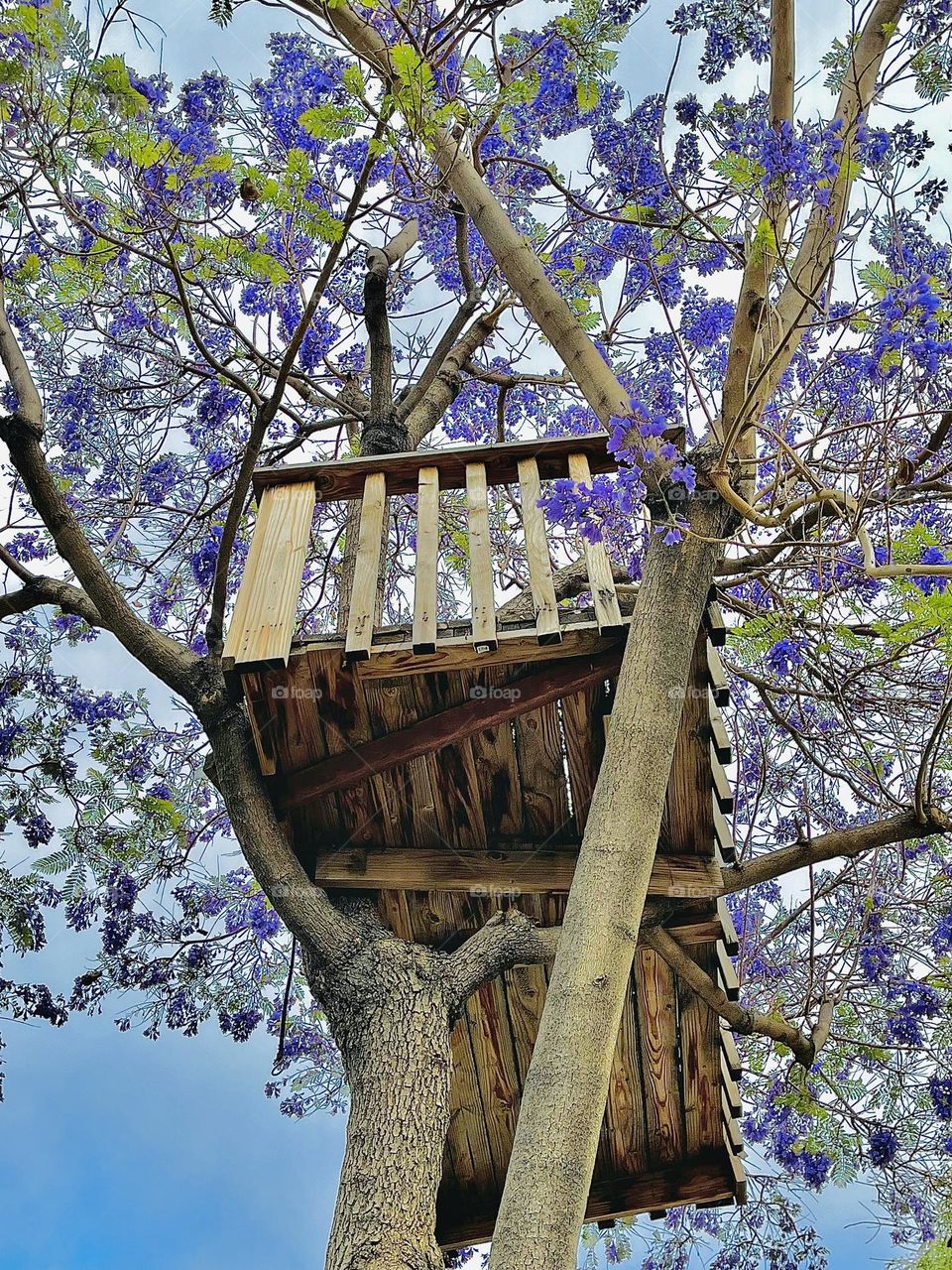 Jacaranda tree house