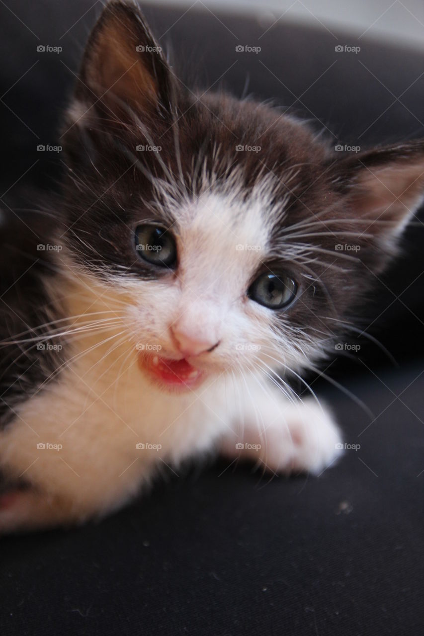 kitten portrait