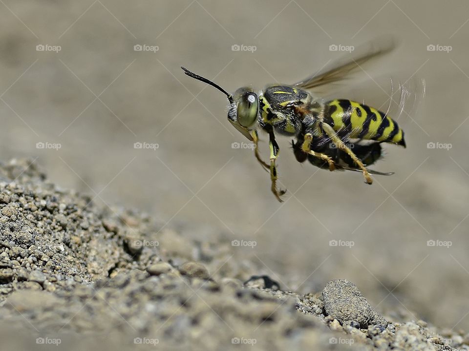 Sand Wasp.