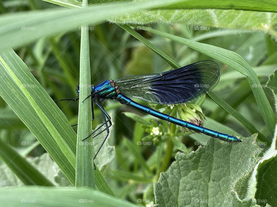 A close up of a damsel fly 