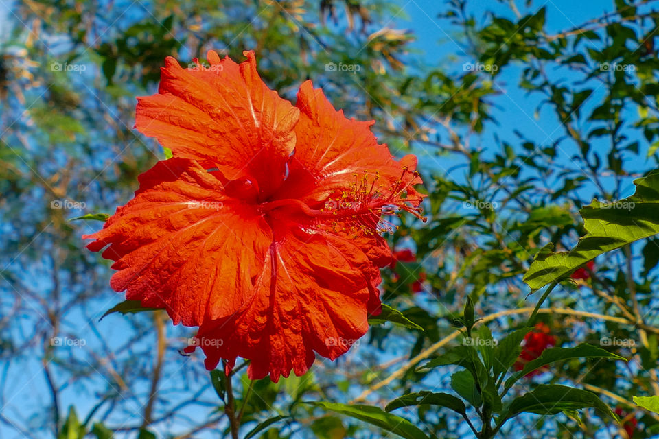 Hibiscus rosa-sinensis, known colloquially as Chinese hibiscus, China rose, Hawaiian hibiscus, rose mallow and shoeblackplant