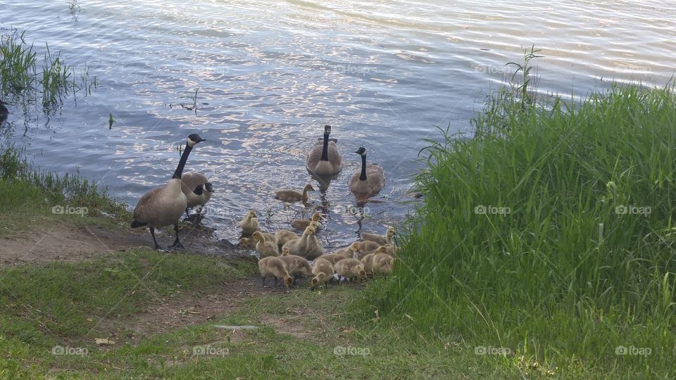 The Canada Goose Families