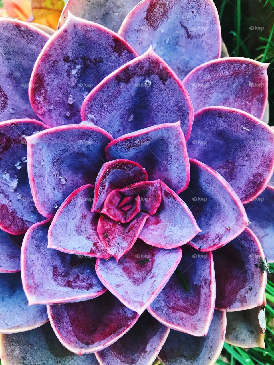 Very colourful succulent 