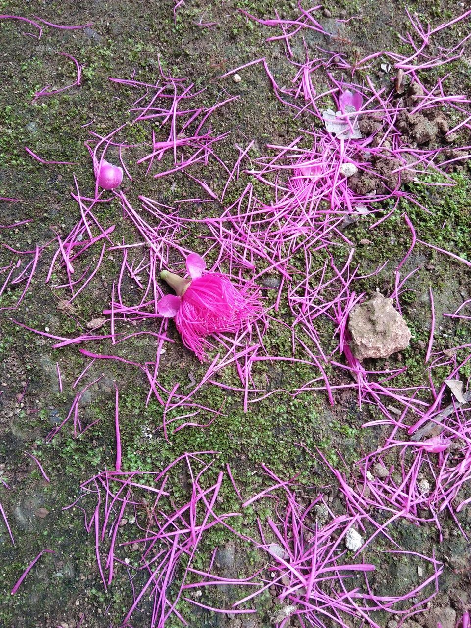 myrtaceae,  jambu air