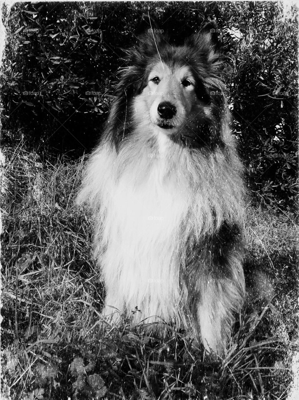 Lassie