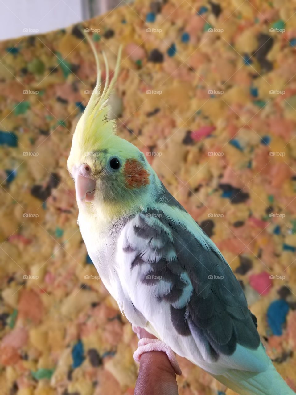 Coketailel Bird