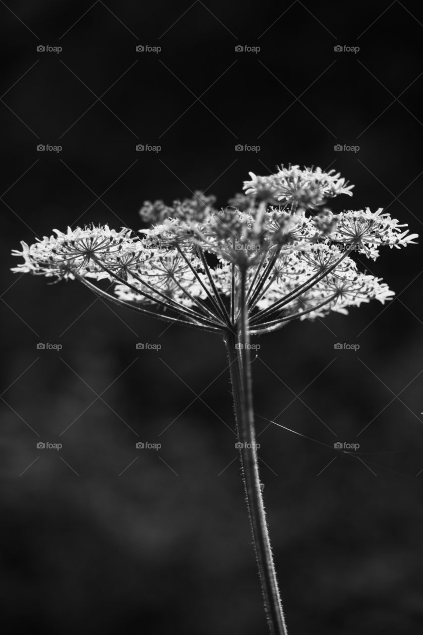 Old man's baccy cow parsley