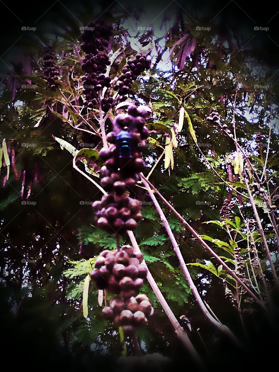 Blue Fly On Dry Seed Pods