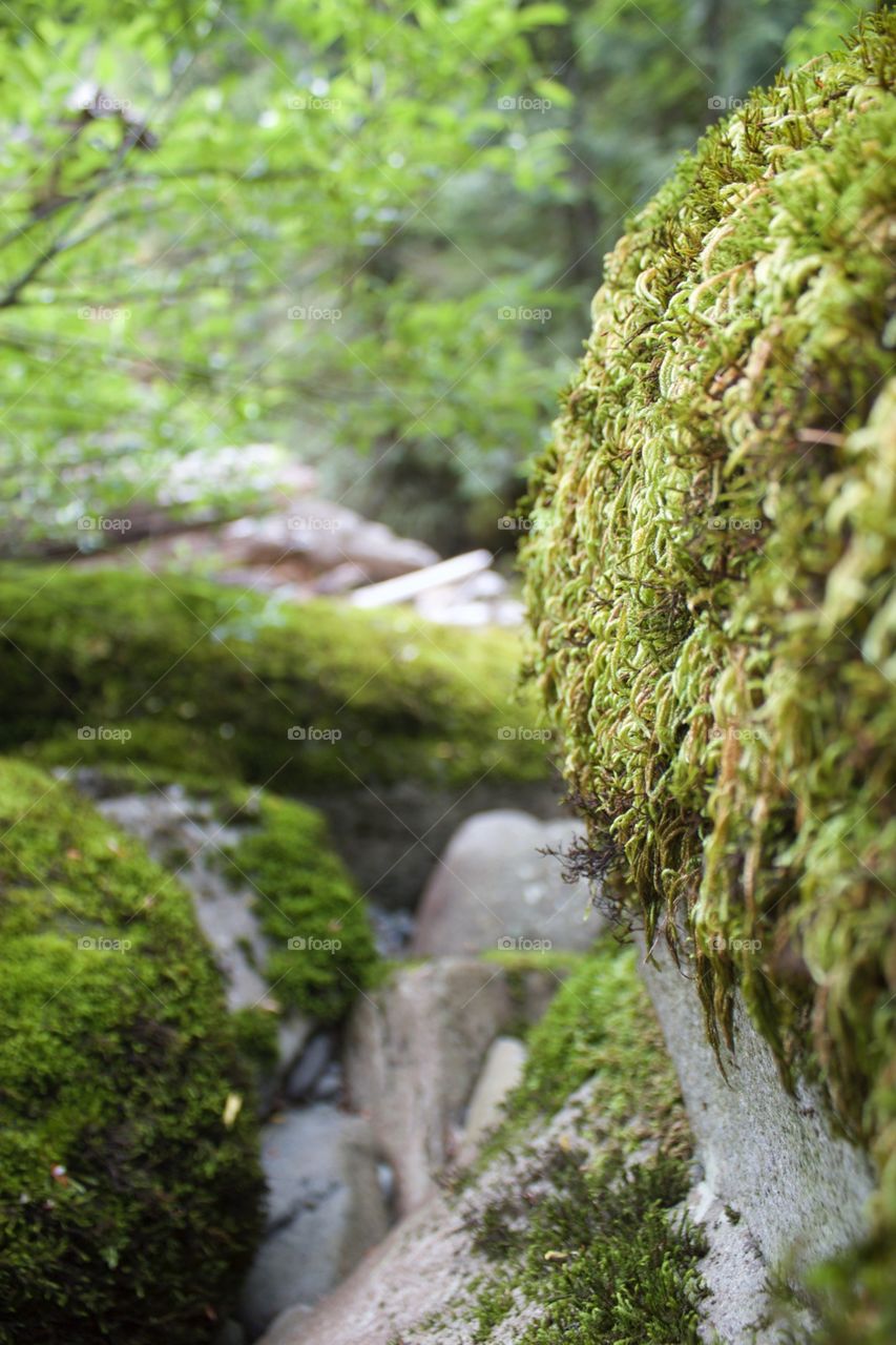 Moss. Rocky River bed in the Columbia Gorge Oregon
