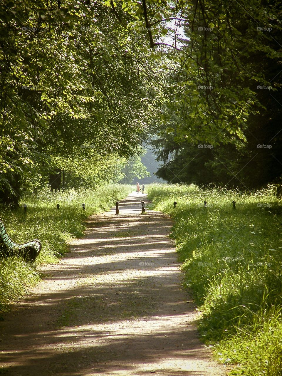 Pathway in the wood, summer